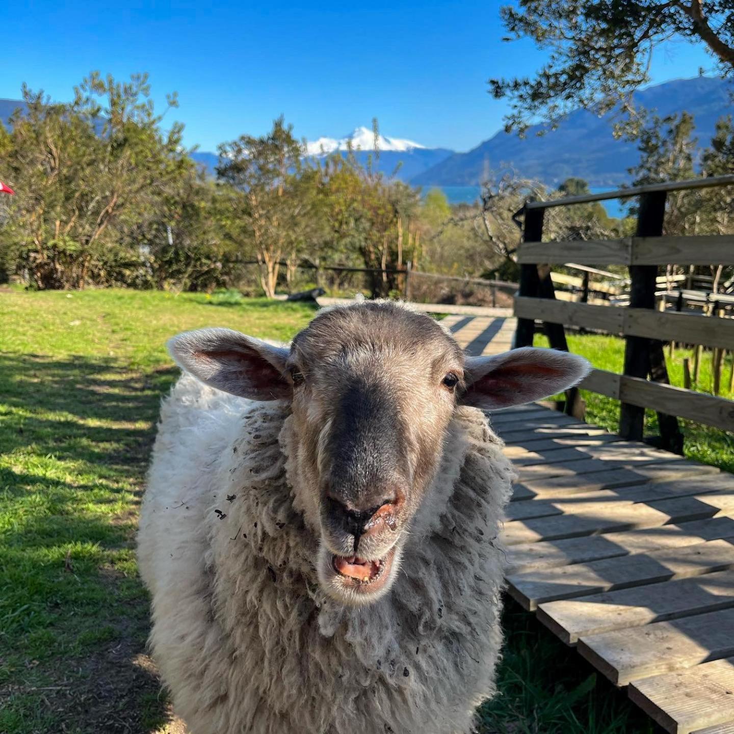 Patagonia Nativa Bed and Breakfast Cochamo Εξωτερικό φωτογραφία